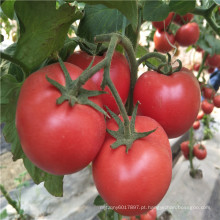 Suntoday indeterminado resisant para TY e nematódeo de raiz-nó nematóde vegetal híbrido russo peru grande redondo rosa sementes de tomate (22034)